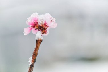Buz gibi kış manzarası - kar ve buz çiçekli şeftalinin dalını kaplıyor