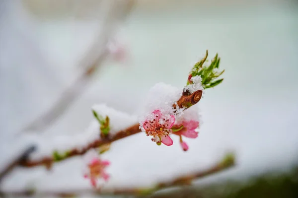 Primer Plano Rama Cobertura Nieve Melocotón Flor —  Fotos de Stock