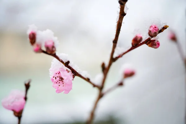 Nahaufnahme Des Schneebedeckten Zweiges Eines Blühenden Pfirsichs — Stockfoto