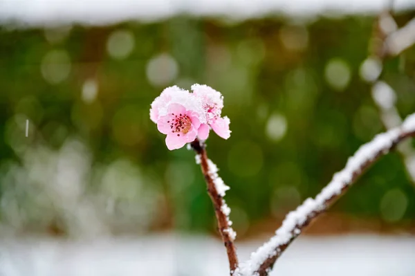 Frostige Winterlandschaft Schnee Und Eisdecke Zweig Eines Blühenden Pfirsichs Stockfoto