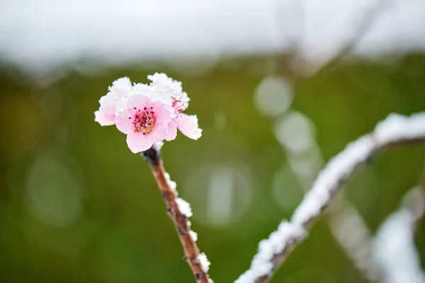 Frosty Winter Scenery Snow Ice Covering Branch Blossoming Peach — Stock Photo, Image