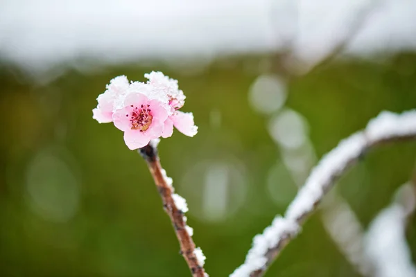 Frosty Vinter Landskap Snö Och Täcker Gren Blommande Persika Stockbild