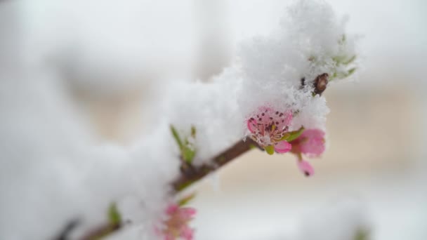 Närbild Snötäckningsgrenen Blommande Persika Frosty Vinter Landskap Snö Och Täcker — Stockvideo