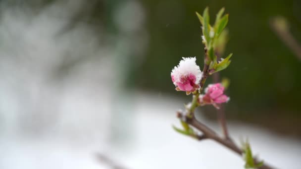 開花する桃の枝を覆う雪のクローズアップ 霜の多い冬の風景 開花する桃の枝を覆う雪と氷 — ストック動画