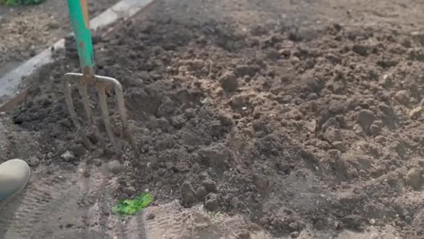 Kopání Jarní Půdy Vidlicí Práce Zahradě — Stock video