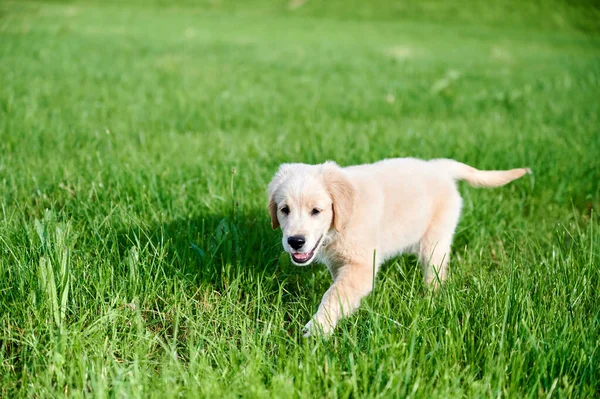 Dog Puppy Playing Green Grass — Stock Photo, Image