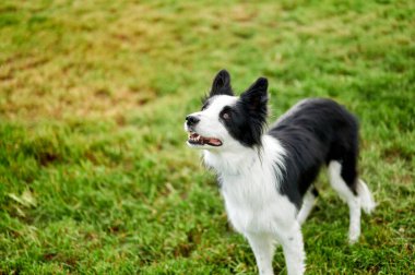 Beautiful Border Collie puppy during obedience training outdoors