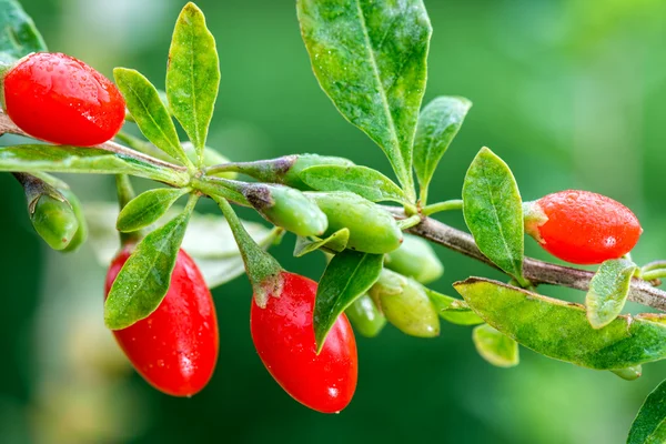 Goji-Beere — Stockfoto