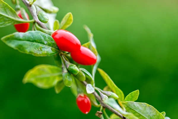 Goji berry — Stok fotoğraf