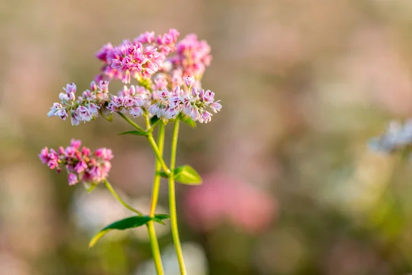 花のそば畑 — ストック写真