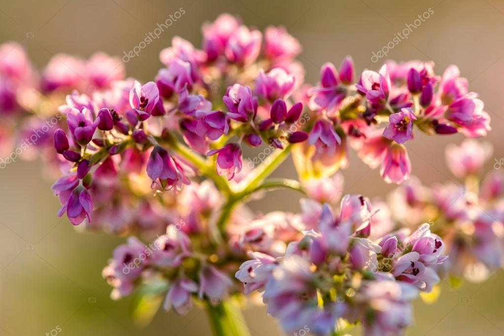 Buckwheat field in Blossom Stock Photo by ©SonSam 53033497