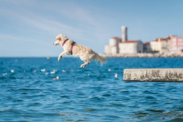 Golden Retriever chien sautant dans la mer — Photo