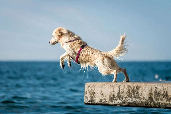 Golden Retriever dog jumping into sea — Stock Photo, Image