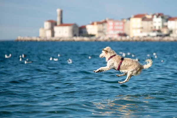 Golden Retriever dog jumping into sea — Stock Photo, Image