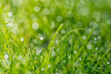 Çim ile sabah ışık bıçaklar