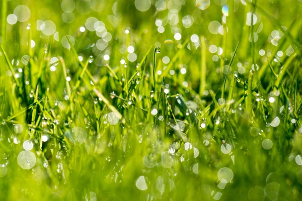 Hojas de hierba con la luz de la mañana — Foto de Stock