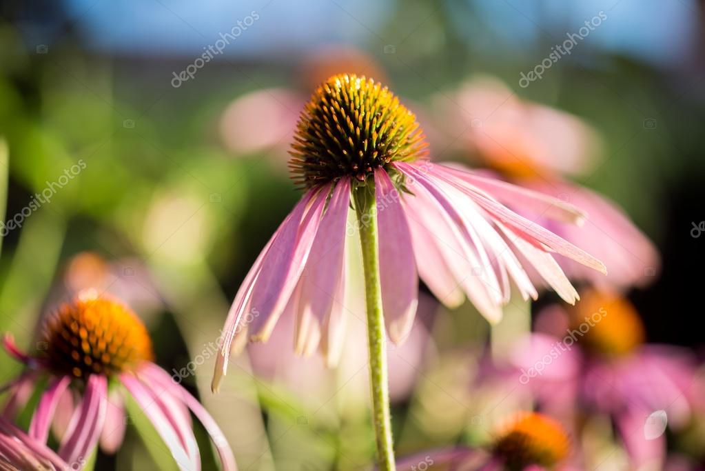 Echinacea purpurea Stock Photo by ©SonSam 63412111