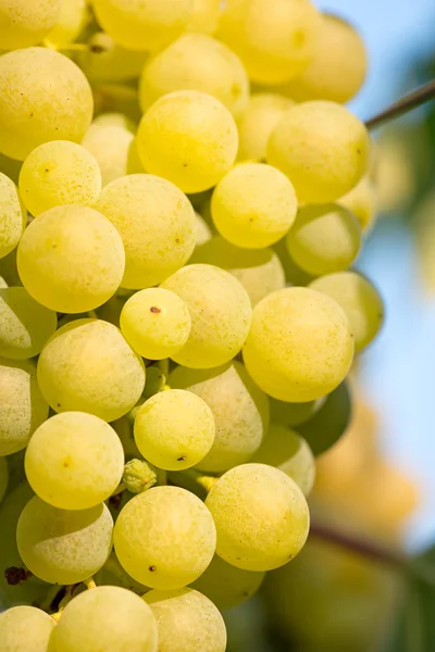 Золотые виноградники на лозе — стоковое фото