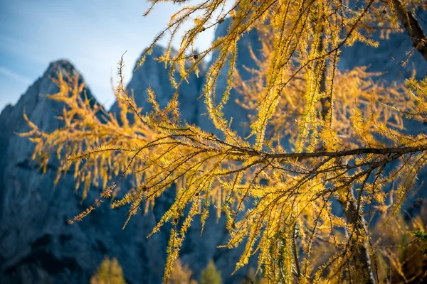 Gold-Larix-Äste, Nahaufnahme einer Lärche mit Herbstlaub — Stockfoto