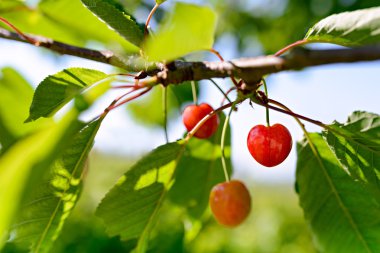Kiraz vişne dalı, seviyorum!