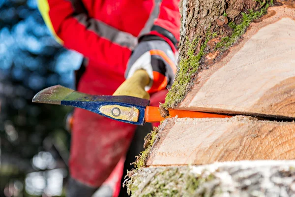 Abbattere l'albero — Foto Stock