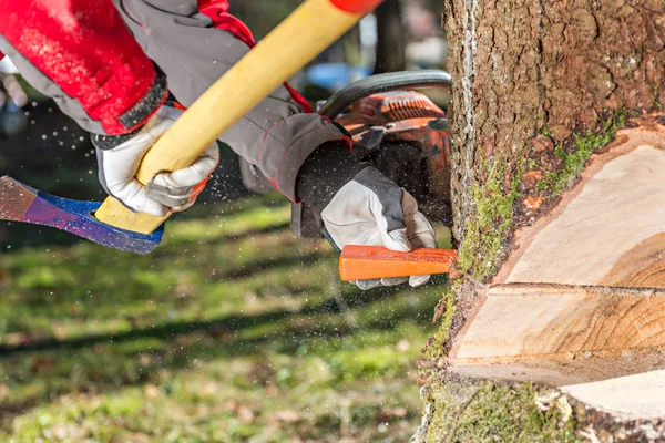 Abbattere l'albero — Foto Stock