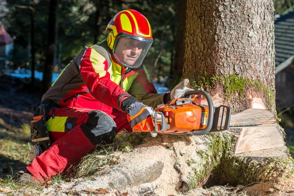 Holzfäller fällen Baum im Wald — Stockfoto