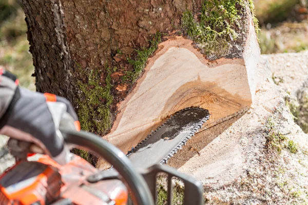 Obrero talando el árbol con motosierra y cuñas —  Fotos de Stock