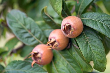 Medlars meyve ağacındaki