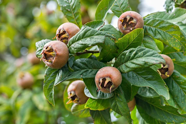 Medlars meyve ağacındaki