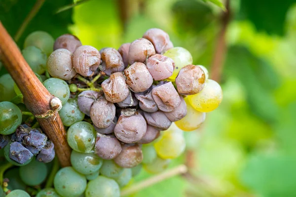 Podredumbre noble de una uva de vino, uvas con moho — Foto de Stock