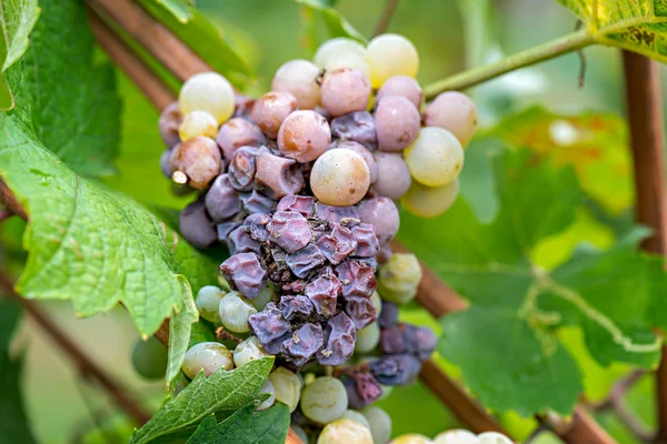 Podridão nobre de uma uva de vinho, uvas com molde — Fotografia de Stock