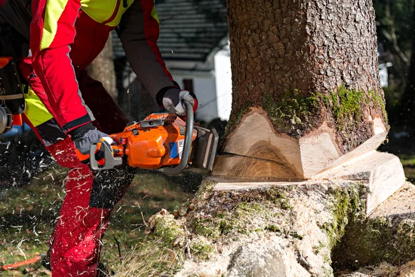 Felling the tree — Stock Photo, Image