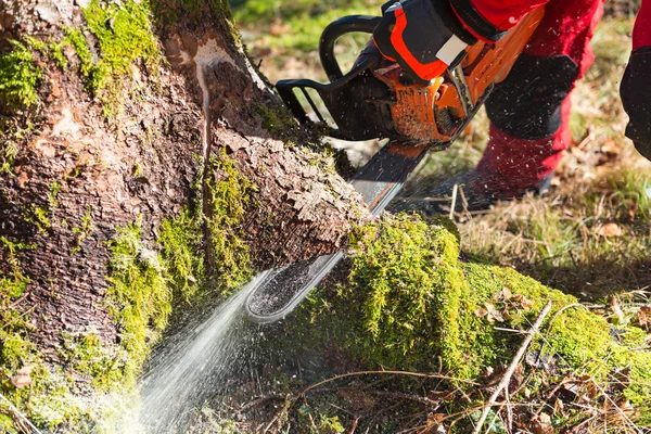 Avverkning av träd — Stockfoto