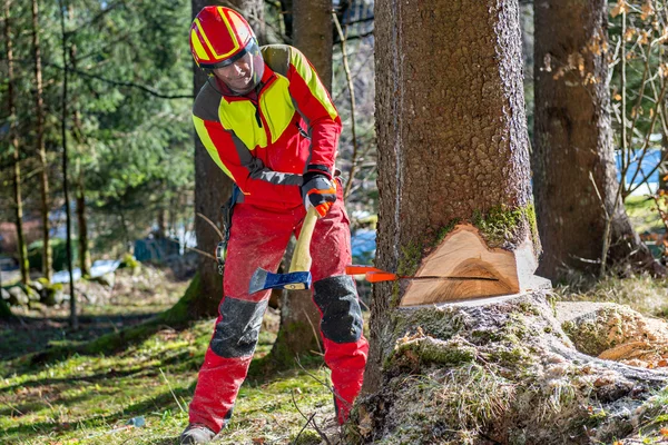 Lumberjack cutting tree in forest — Stock Photo, Image