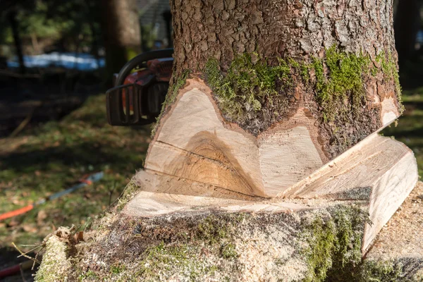 Madeira serrada árvore de corte na floresta — Fotografia de Stock