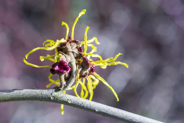 Hamamelis v květu. — Stock fotografie