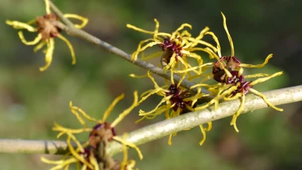 Hamamelis eller trollhassel blommar. — Stockvideo