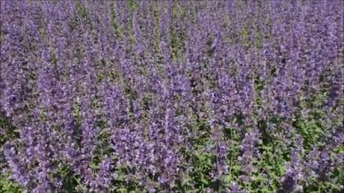 Nepeta cataria veya catmint çiçek.