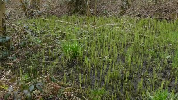 Floresta com plantas Cavalinha . — Vídeo de Stock