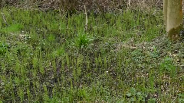 Forêt avec des plantes de prêle . — Video