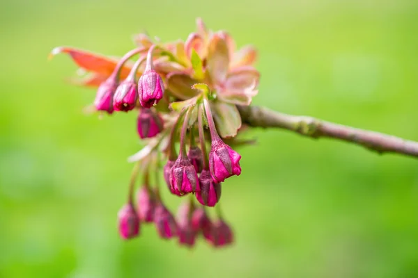 Prunus blossom in the spring. — Stock Photo, Image