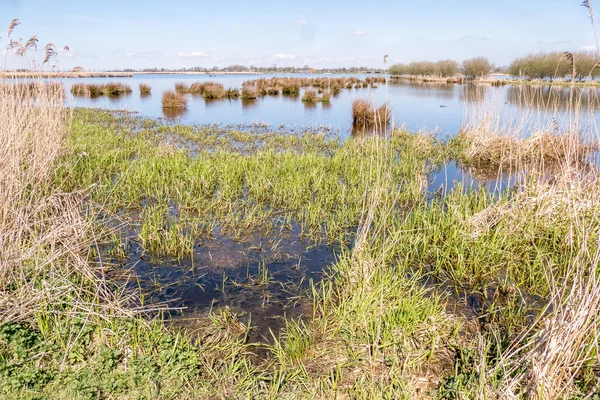 Marsh Landscape in nature wetland Green Jonker. — Stock Photo, Image