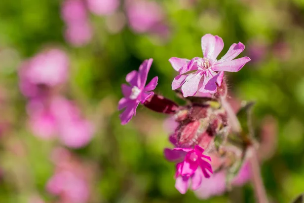 Rotkehlchen in voller Blüte. — Stockfoto