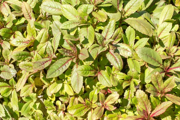 Wenig Frühling beschäftigt Lizzie Pflanzen. — Stockfoto