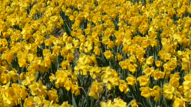 Field of Narcissus. — Stock Video