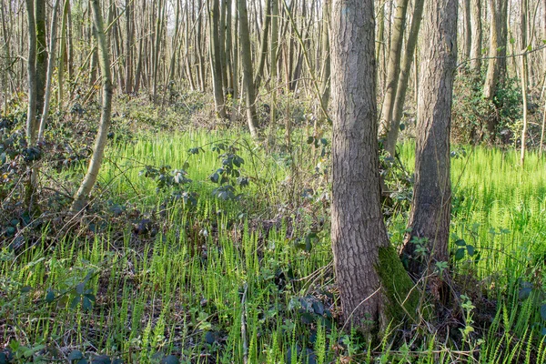 Лес с хвостиком . — стоковое фото