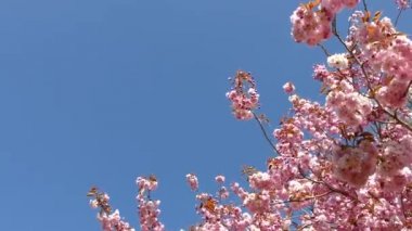 İlkbaharda erik çiçeği açar..