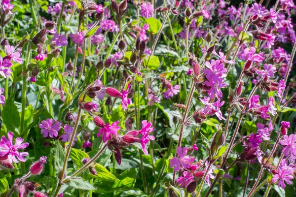 Ragged pettirosso in fiore . — Foto Stock