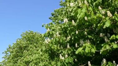 kestane ağacı çiçeği.